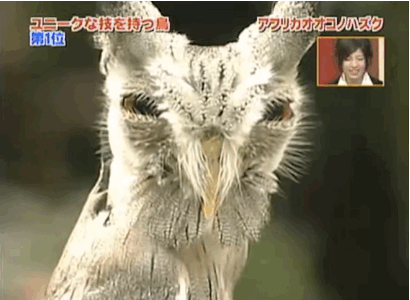 cuoi-rung-ron-voi-24-dieu-ky-quac-chi-co-o-nhat-ban